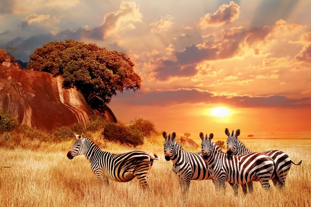 wildlife in kenya