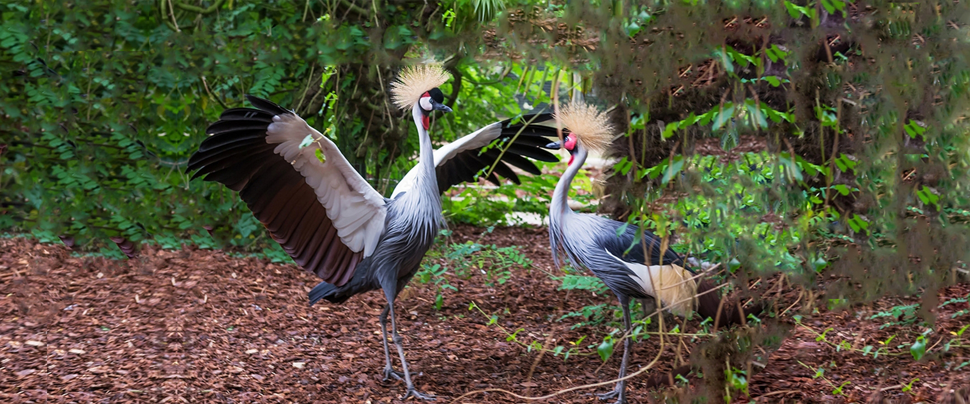 Safaris in Uganda