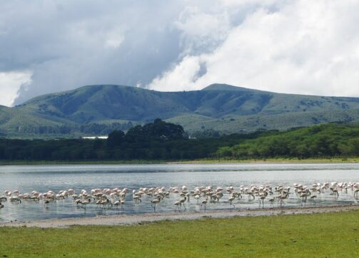 7 Days – Masai Mara, Lake Naivasha and Amboseli