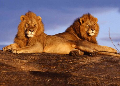 8 Days – Masai Mara, Lake Naivasha, Amboseli, Tsavo West and Tsavo East